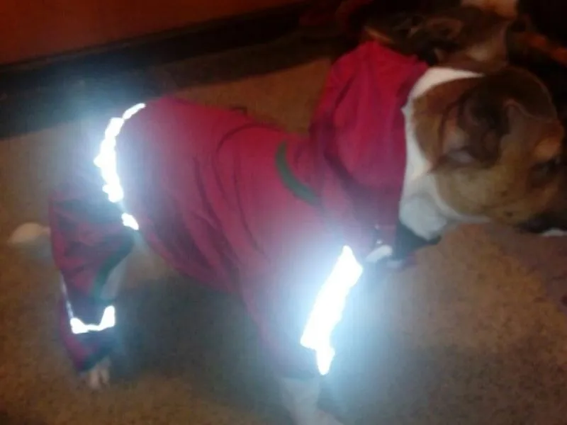 Cute Dog Hoodie Raincoat
