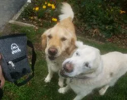 Dog Treat Pouch