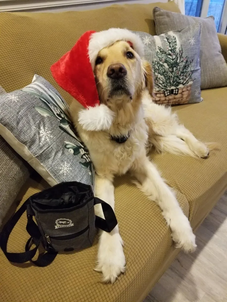 Dog Treat Pouch