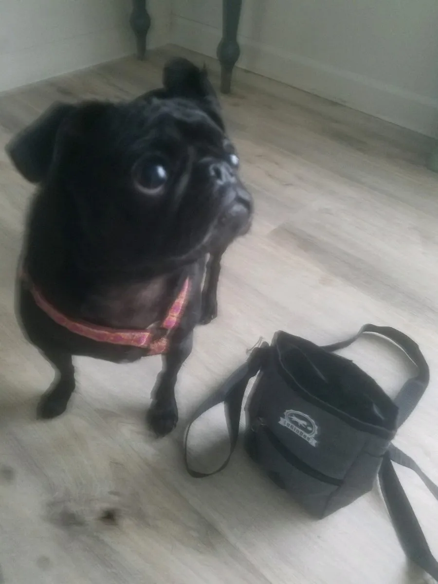 Dog Treat Pouch
