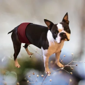 Male Dog Belly Band Wrap - Burgundy  Style #1