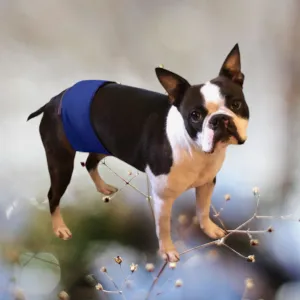 Male Dog Belly Band Wrap -Royal Blue  Style #1